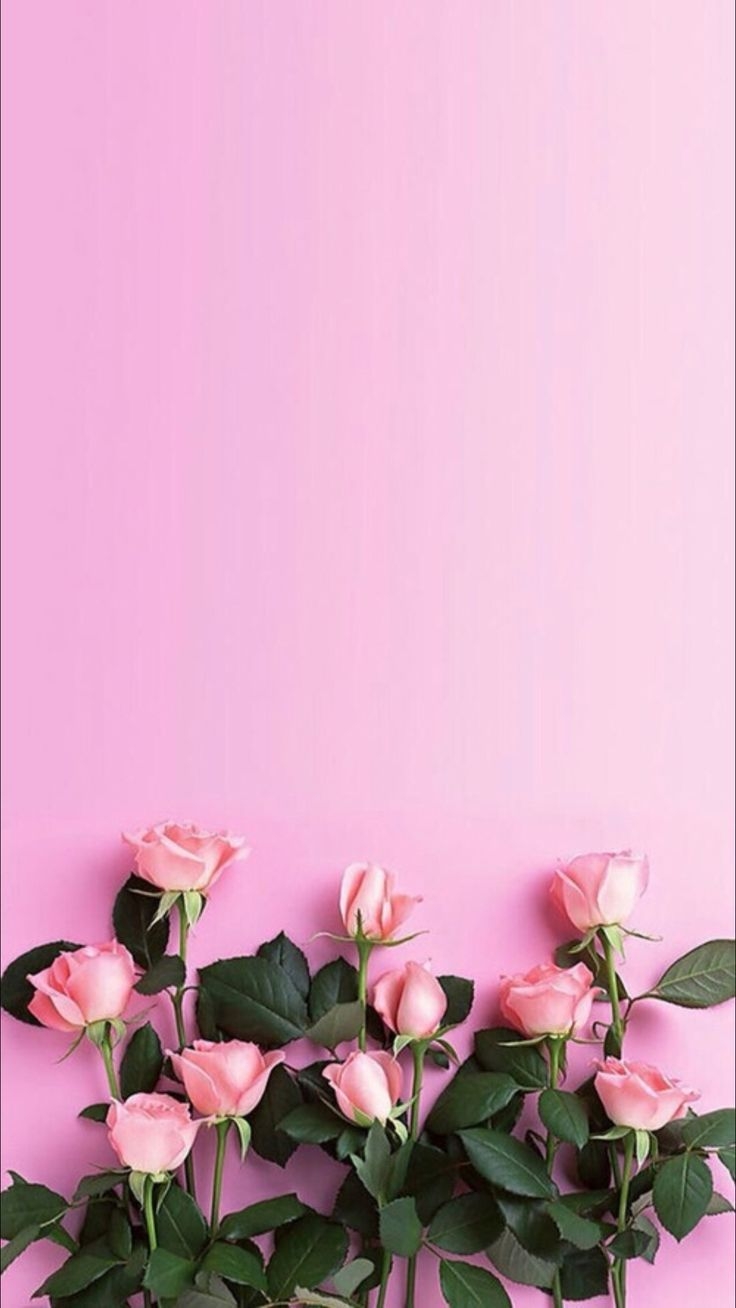 740x1310 Pink Roses Download More Floral iPhone Wallpaper Rose, Phone