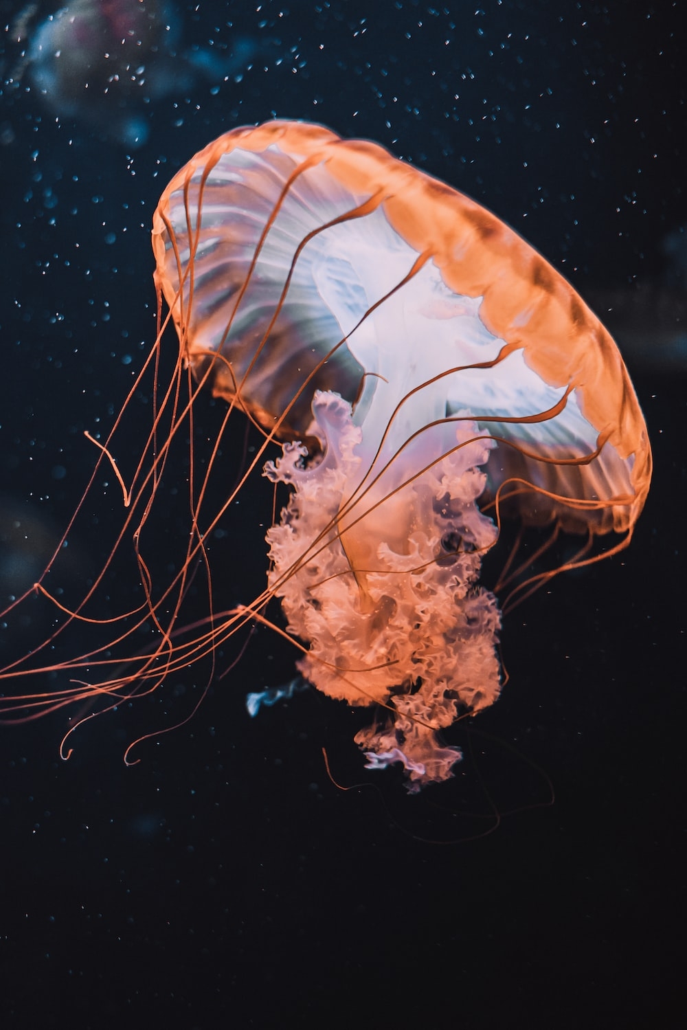 1000x1500 Jellyfish Picture [HD]. Download Free Image, Phone