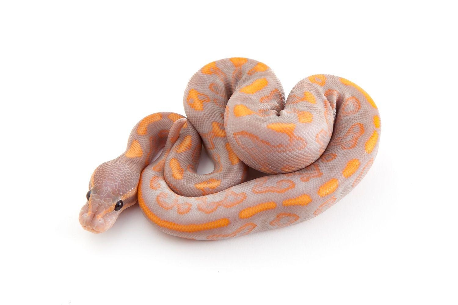 1500x1000 Banana Black Pastel Yellowbelly Ball Python, Desktop