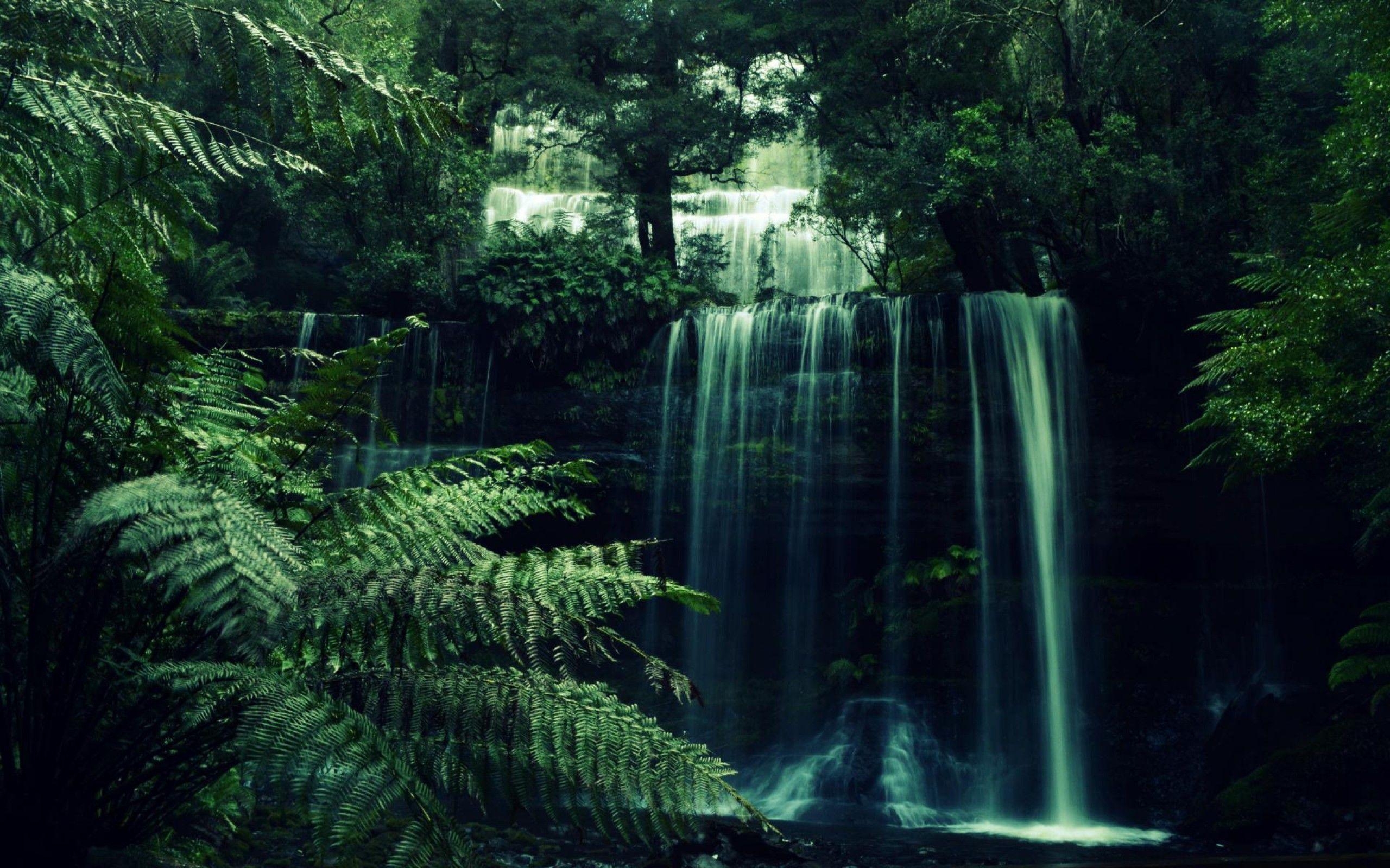 2560x1600 Aesthetic Forest Wallpaper Free Aesthetic Forest, Desktop