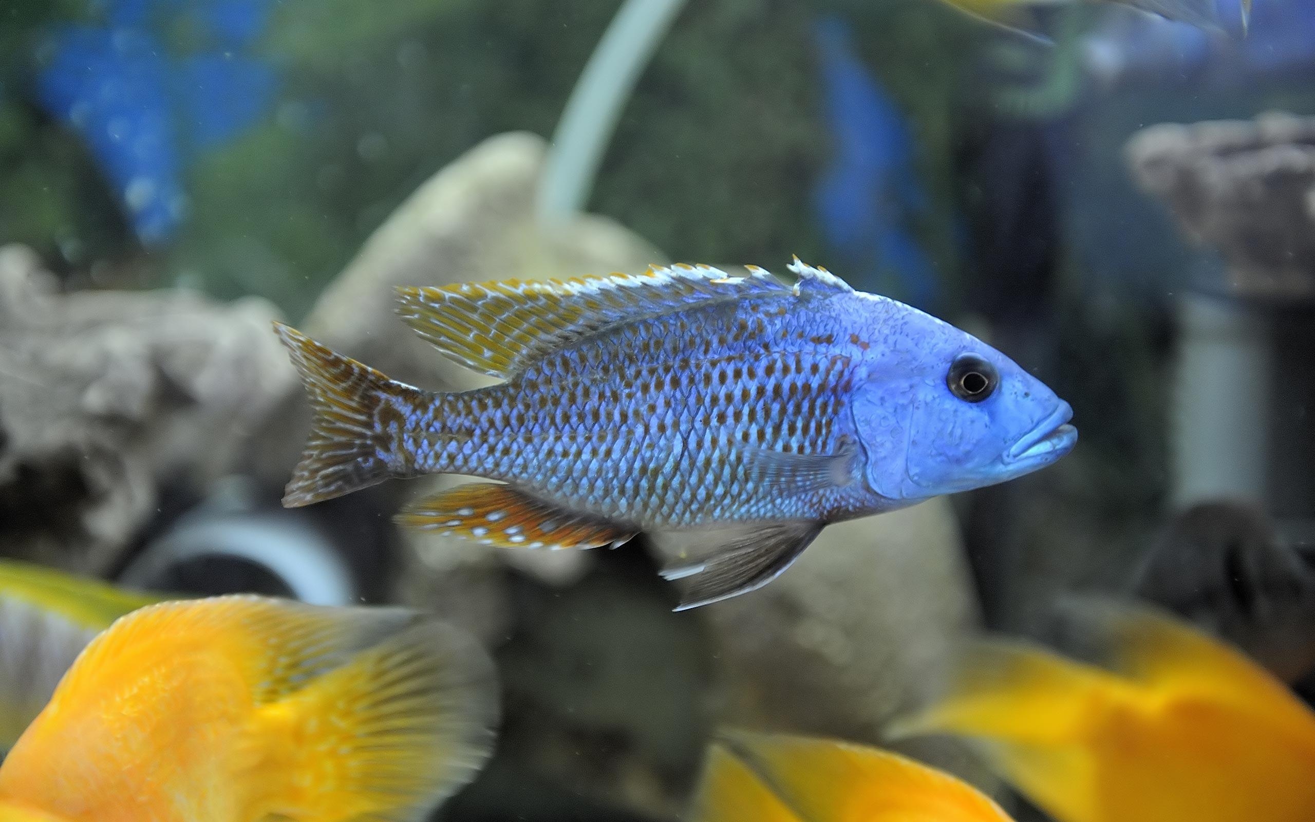 2560x1600 African Cichlids. African Cichlid Lake Malawi Desktop Wallpaper, Desktop