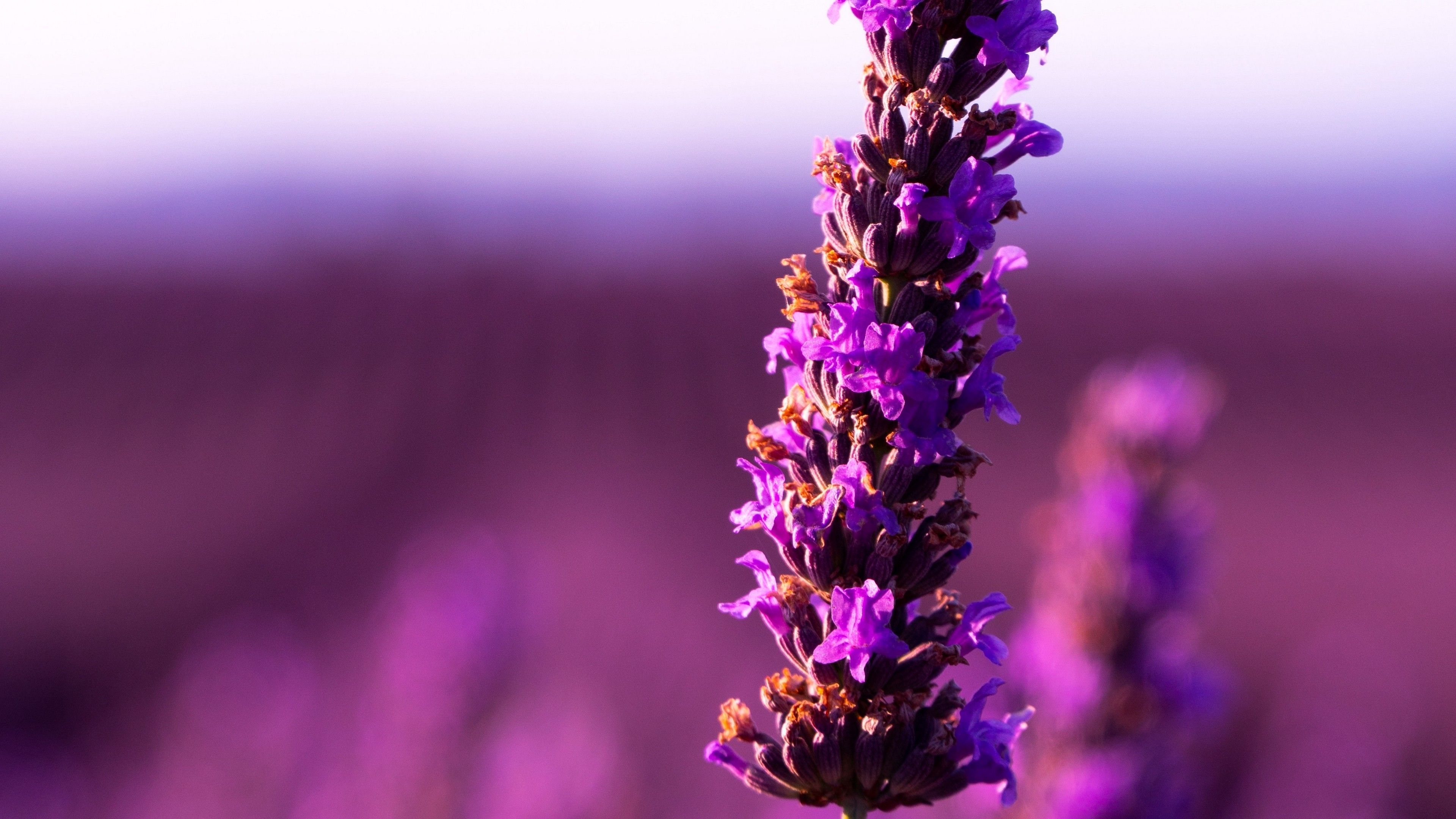 3840x2160 4K Lavender Flower Purple Wallpaper - [], Desktop