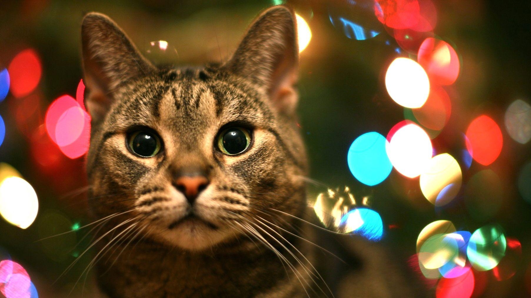 1810x1020 Christmas, Lights, Cat, Kittens, Puffy Cats, High Resolution Pet, Desktop