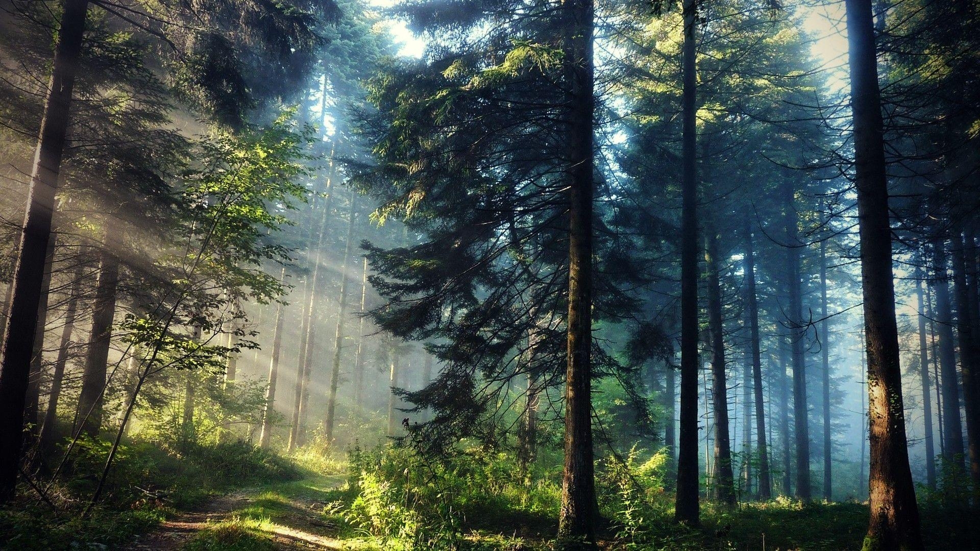 1920x1080 Sun ray through trees. Forest wallpaper, Beautiful, Desktop