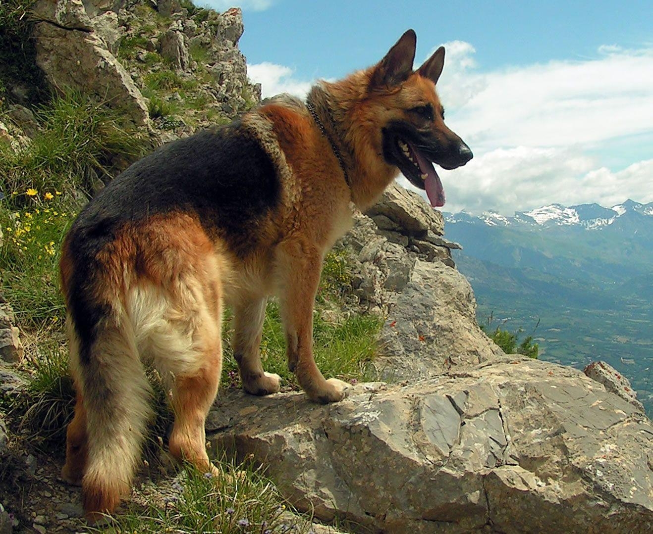 1320x1080 German Shepherd Doggy Rocks, Desktop