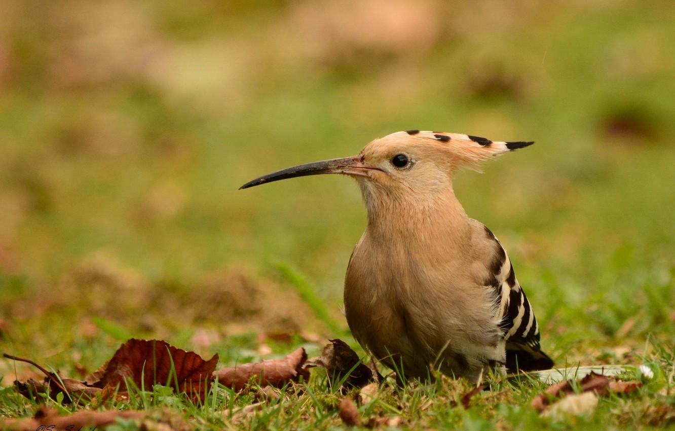 1340x850 Wallpaper background, bird, hoopoe image for desktop, Desktop