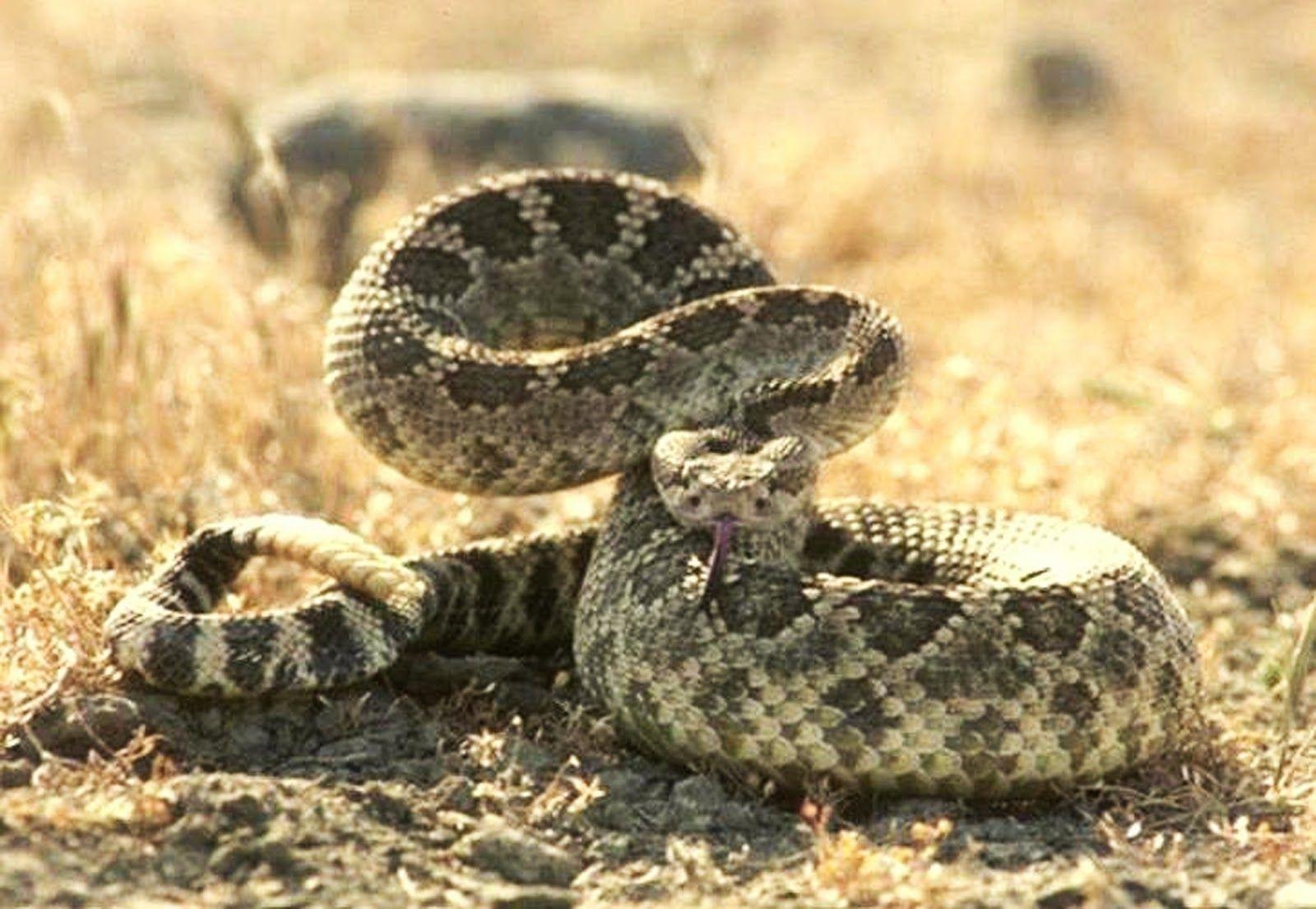 1600x1110 Rattlesnake Head Drawing, Desktop