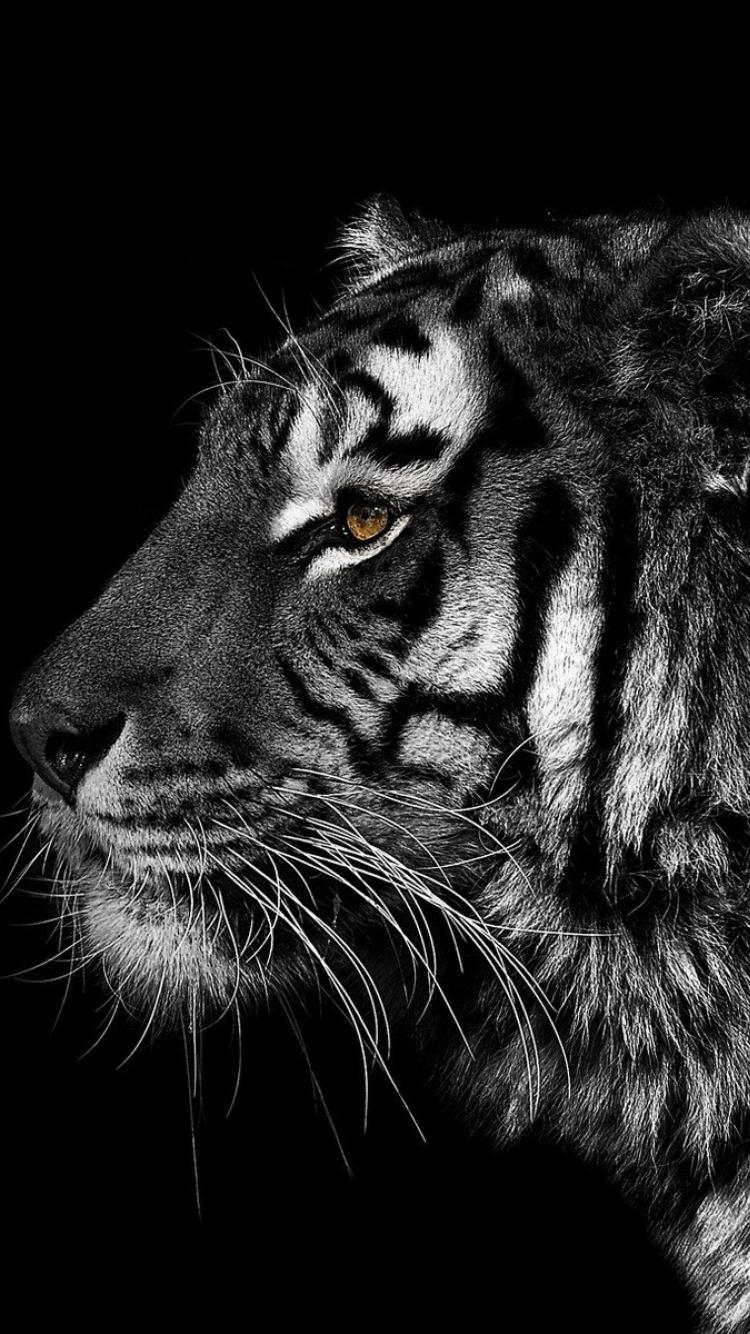 750x1340 Tiger Phone Wallpaper Free Tiger Phone Background, Phone