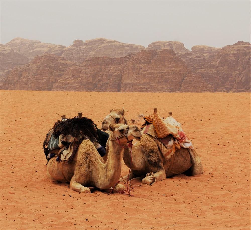 1000x920 Camel Picture [HD]. Download Free Image, Desktop