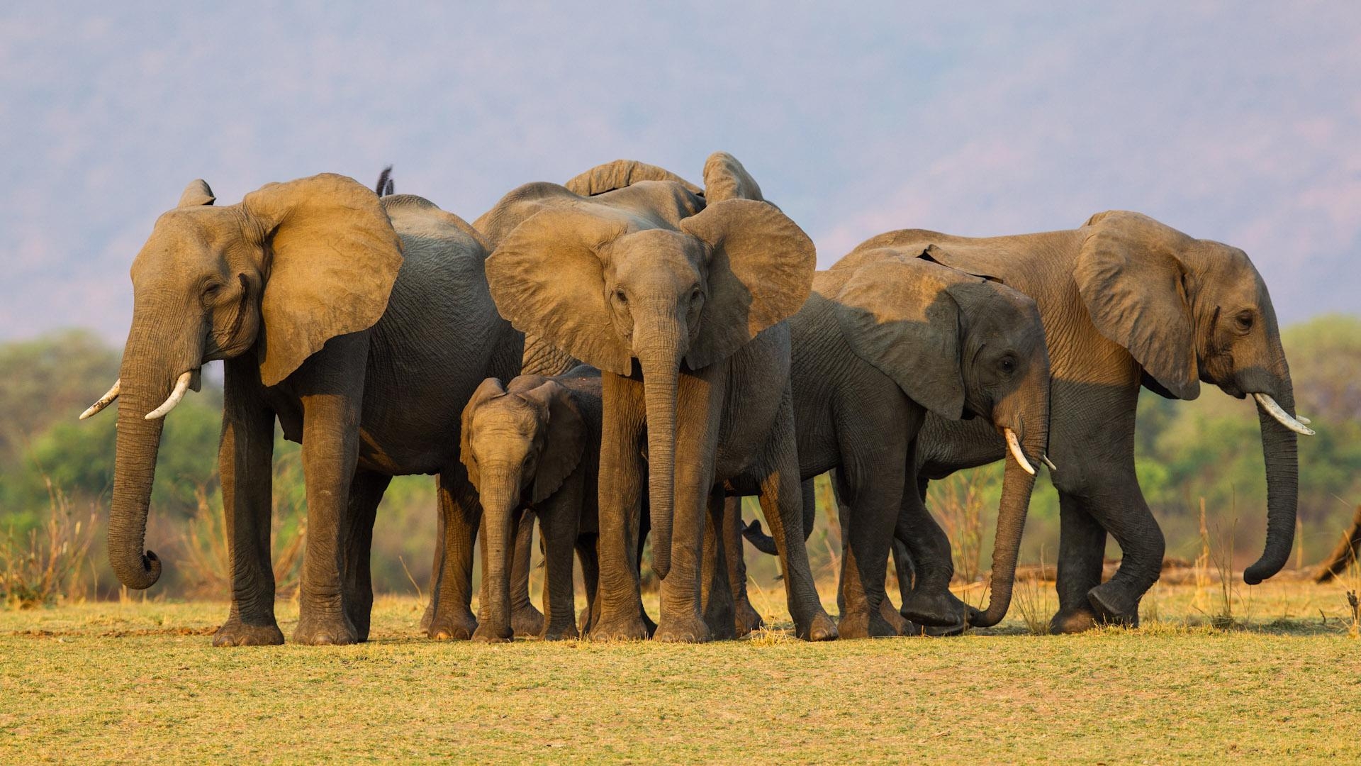 1920x1080 Lower Zambezi National Park, Zambia World Safaris, Desktop