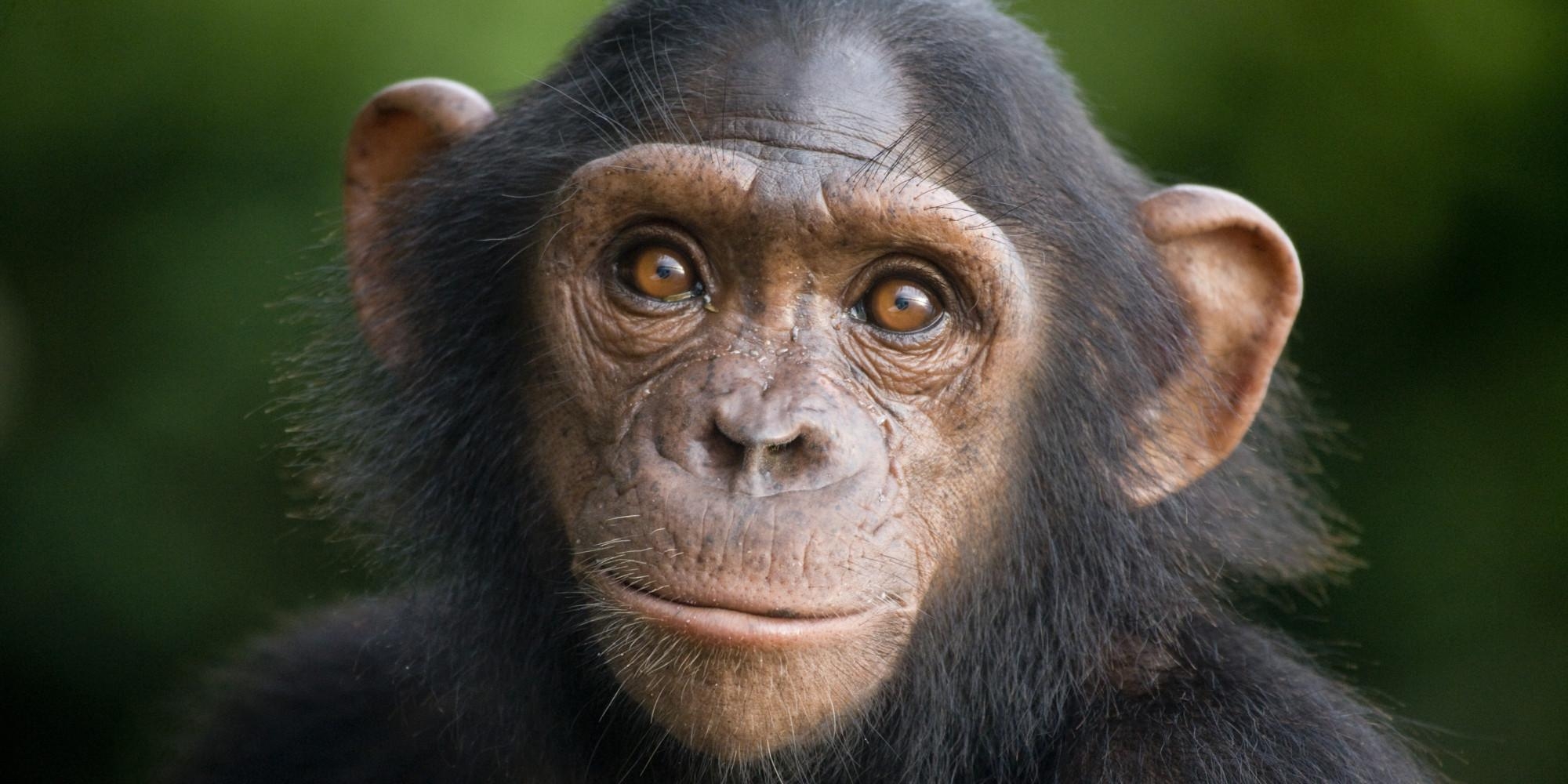 2000x1000 Chimpanzee Wallpaper 11 X 1000, Dual Screen