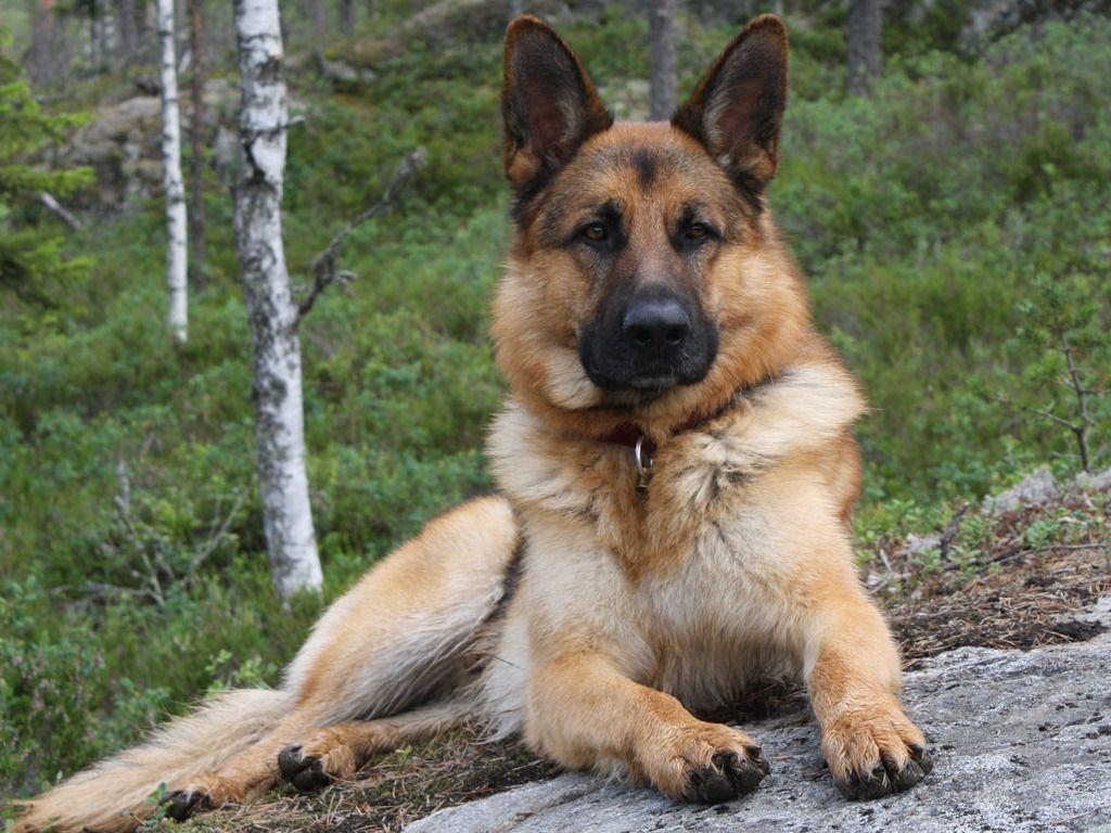 1030x770 German Shepherd, Desktop