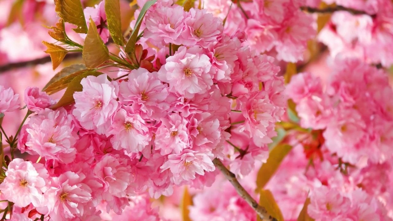 1280x720 Wallpaper sakura, 4k, HD wallpaper, cherry blossom, pink, spring, flowers, Nature, Desktop