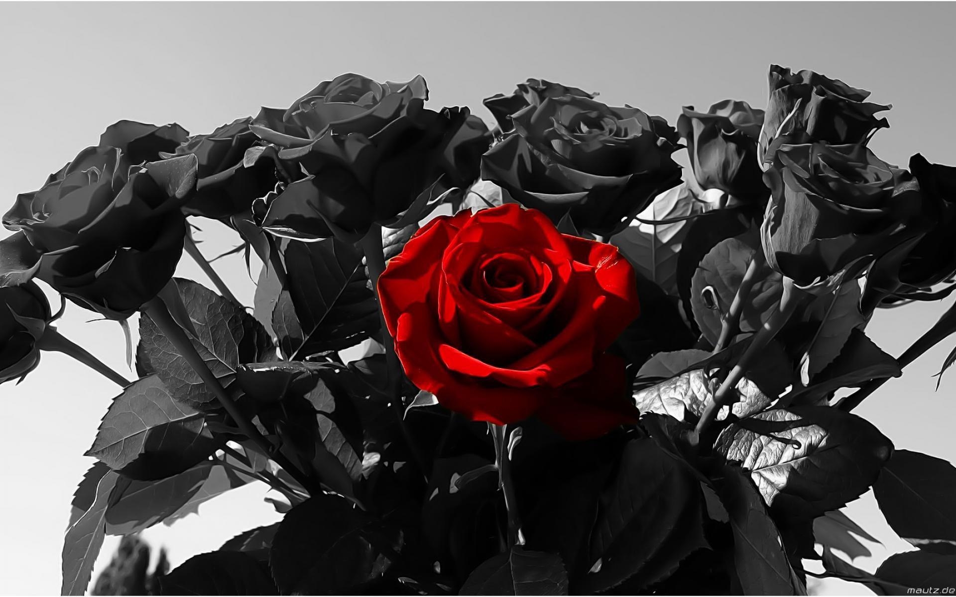 1920x1200 Black Rose Beautiful Black Rose Computer Wallpaper Rose With, Desktop