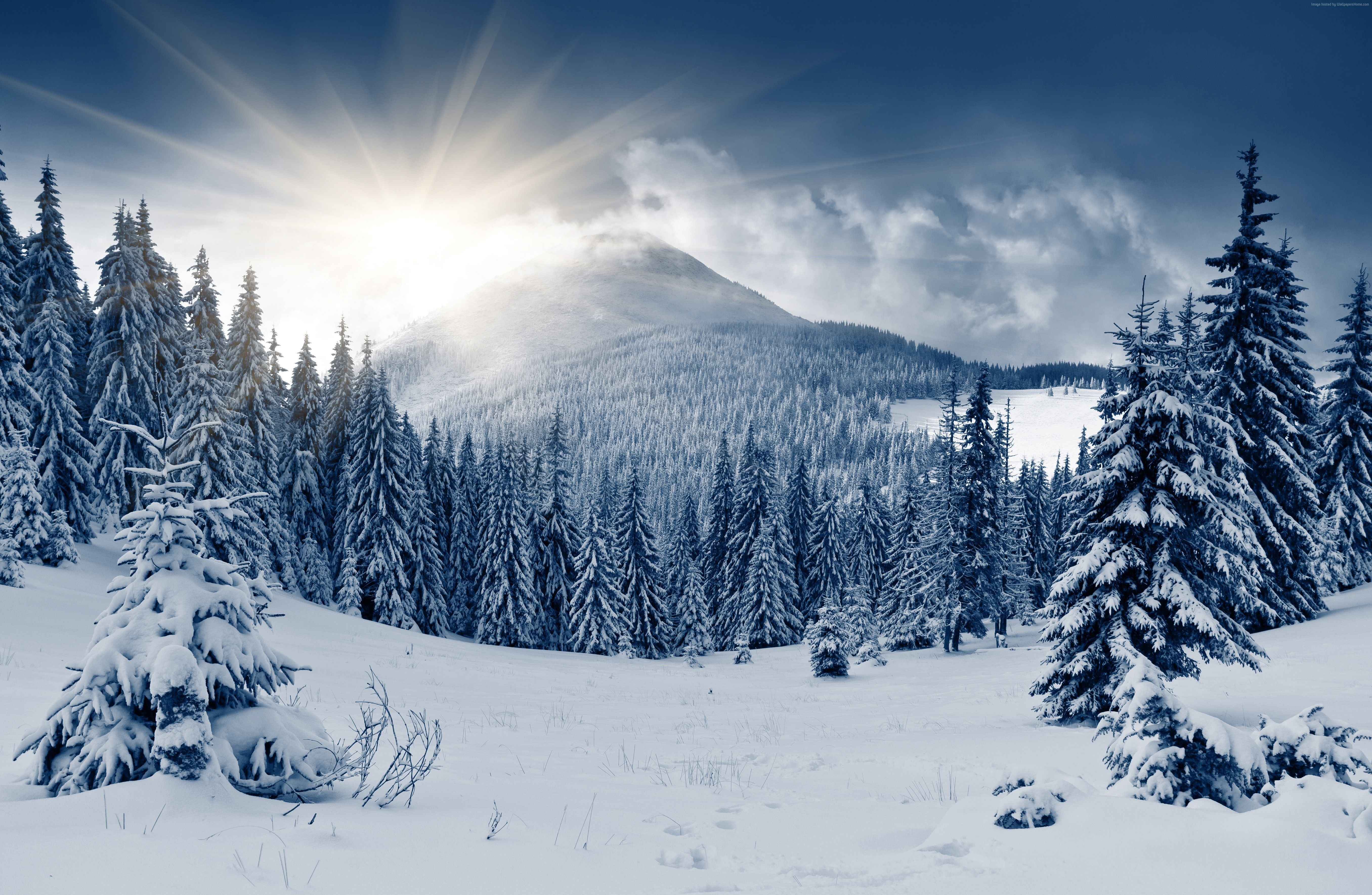 5430x3540 Winter Forest Wallpaper, Nature / Forest: Winter Forest, Mountain, Sun, Snow, Fir Trees. Winter Landscape, Winter Forest, Forest Wallpaper, Desktop