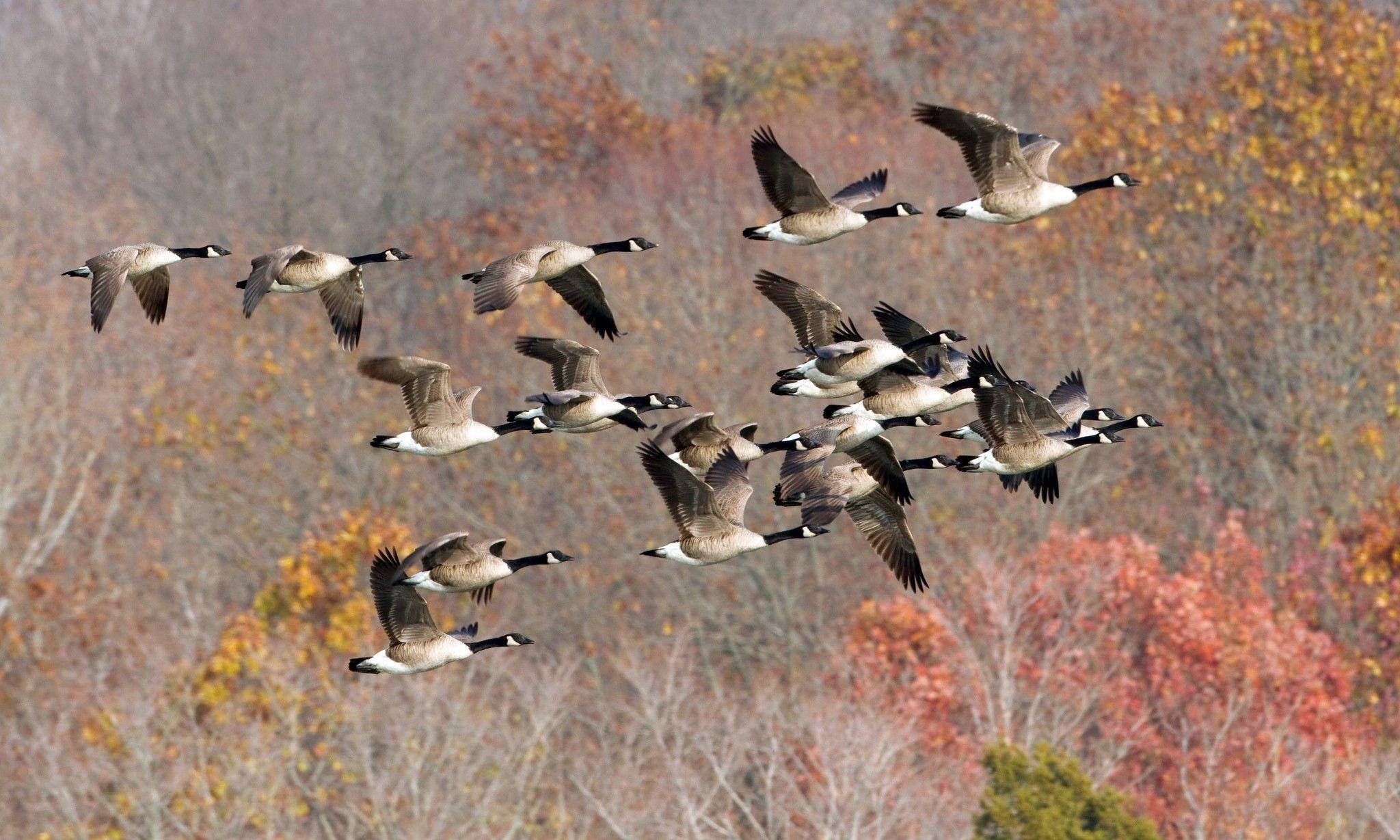 2050x1230 geese wallpaper, Desktop