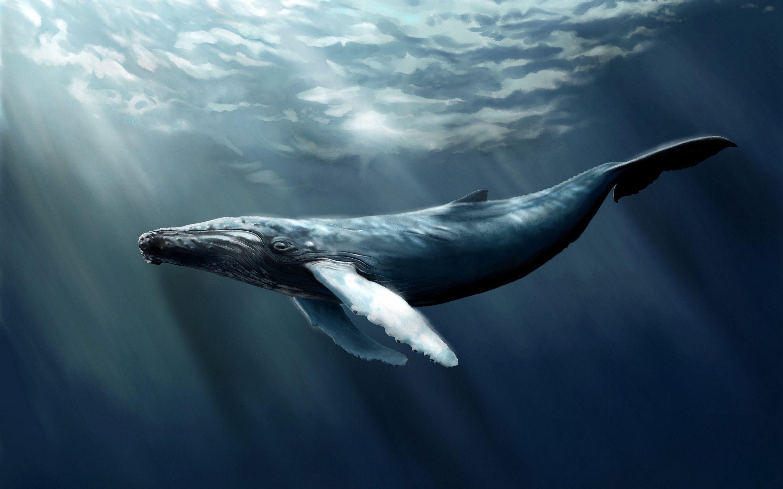 2560x1600 Humpback whale art Wallpaper, Desktop