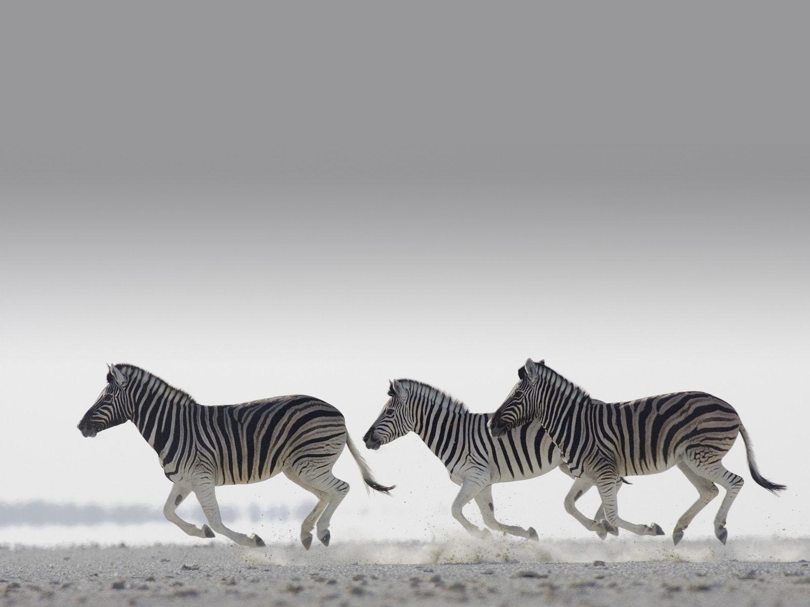 1600x1200 Zebras HD wallpaper, Desktop