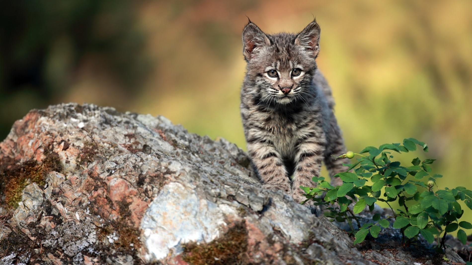 1900x1070 Bobcat Animal Profile, Desktop