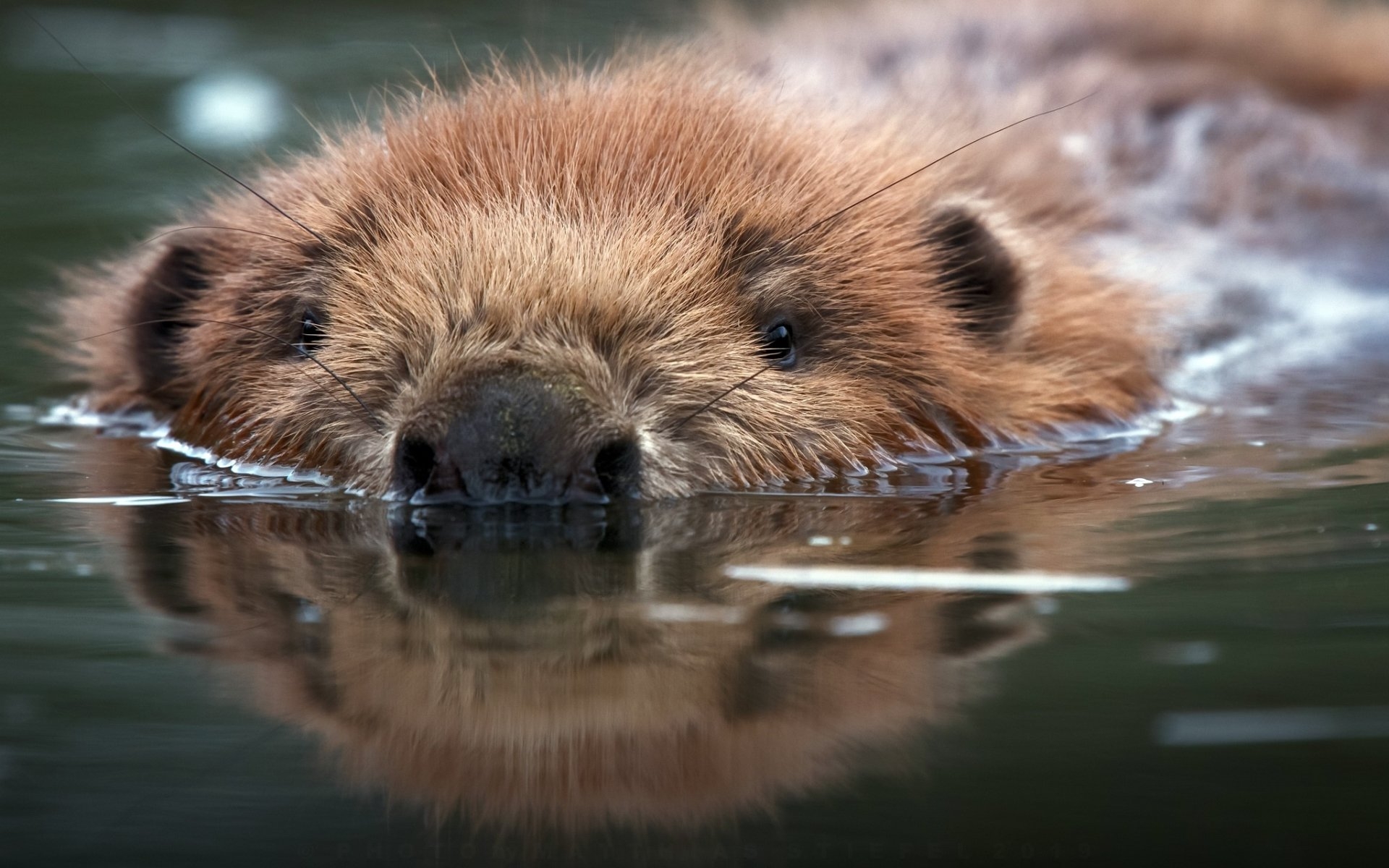 1920x1200 Wallpaper of Animal, Beaver, Reflection, Water, Wildlife, Desktop