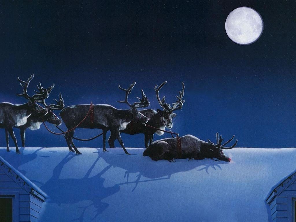 1030x770 Sleeping On The Job Reindeer Animals Wallpaper Image, Desktop