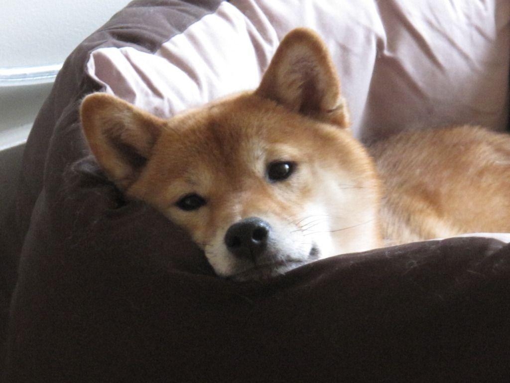 1030x770 Shiba Inu in Bed HD Wallpaper, Desktop