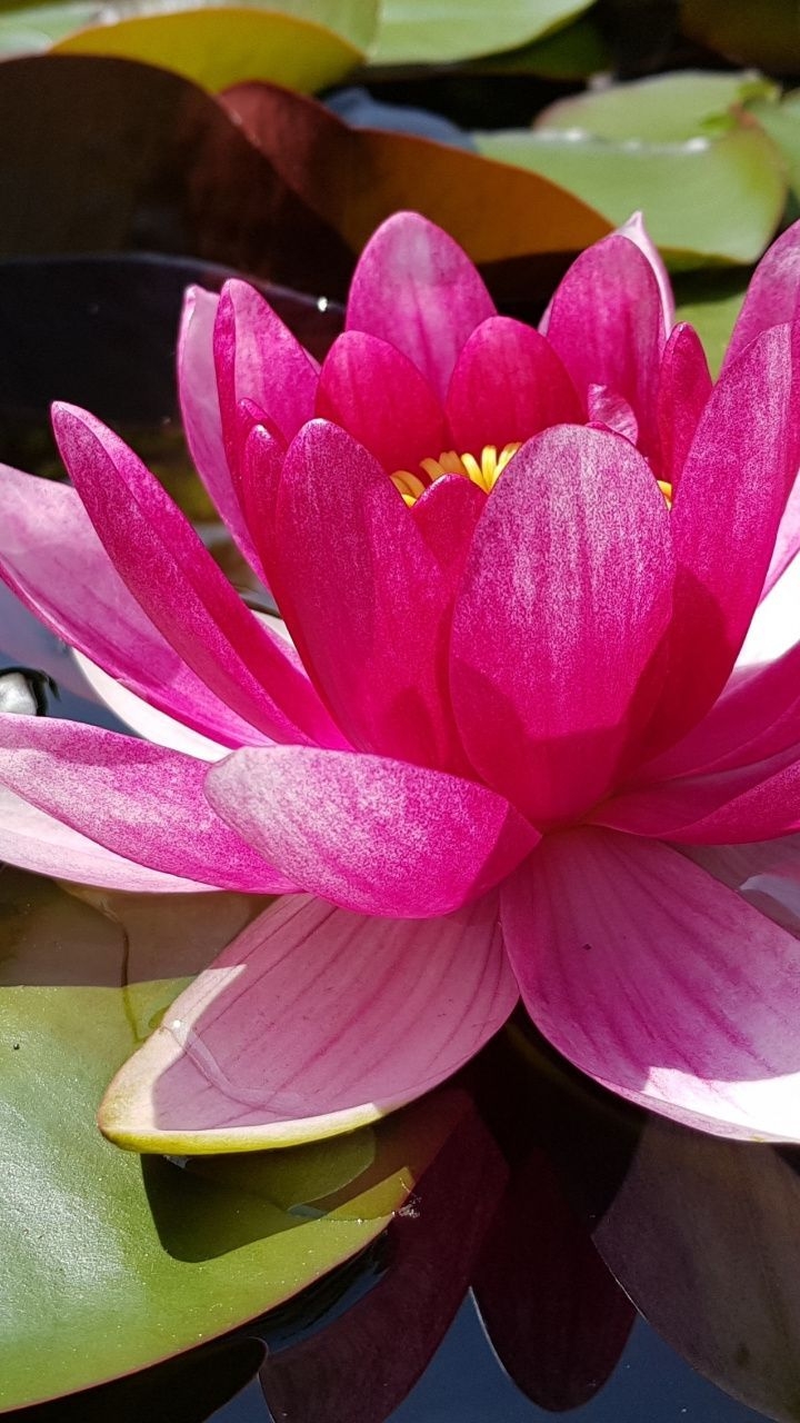 720x1280 wallpaper Pink lotus, leaves, pond, bloom, flower. Android wallpaper, Pink flowers wallpaper, Lotus wallpaper, Phone