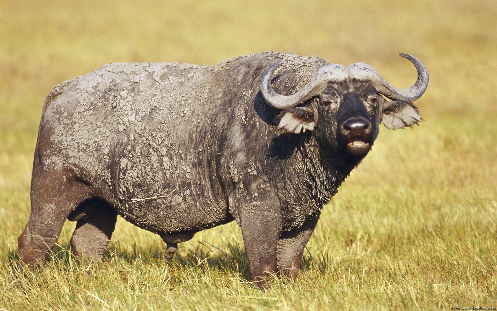 1920x1200 African Buffalo Wallpaper 11 X 1200, Desktop