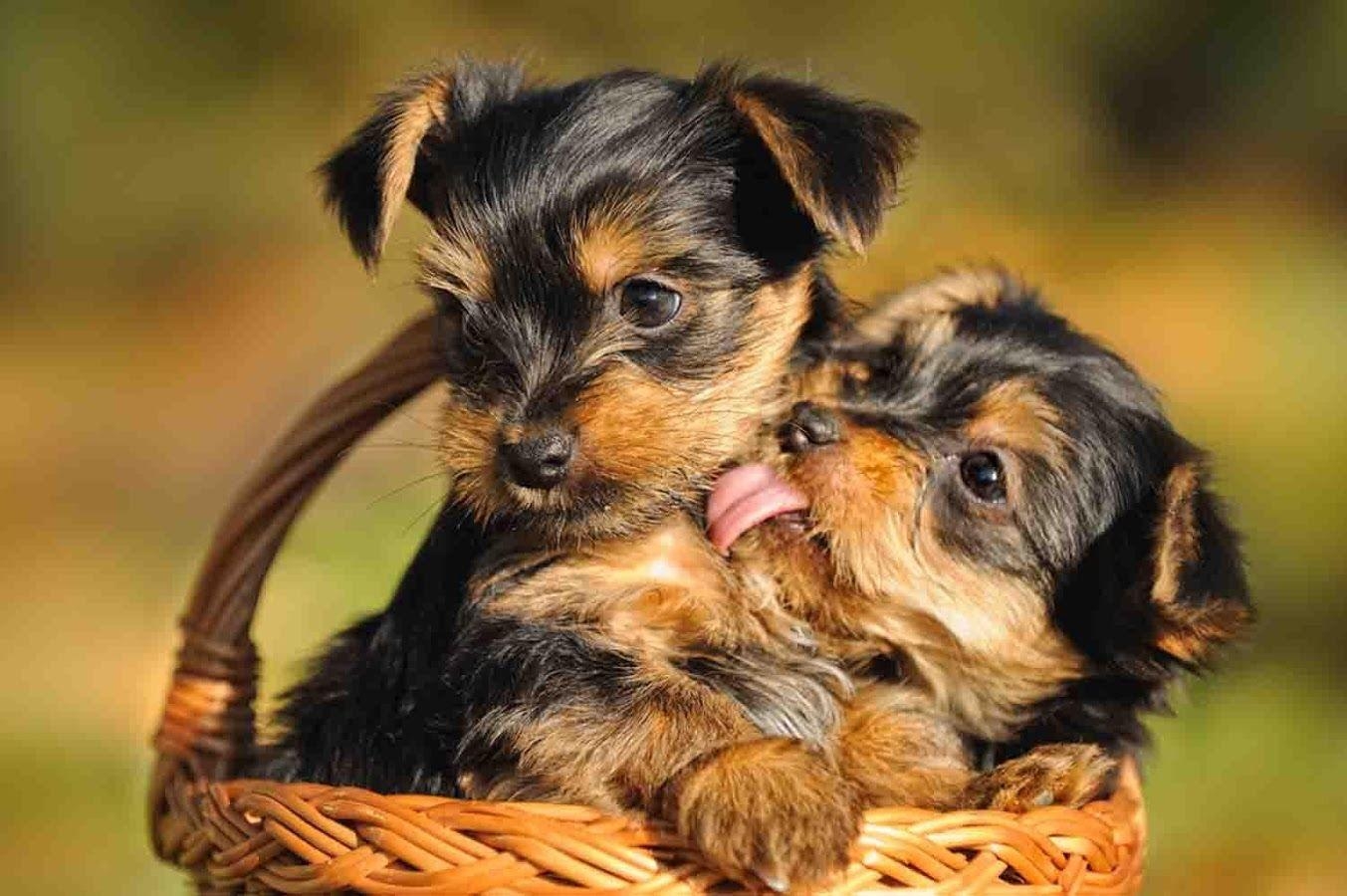 1360x900 Yorkie Puppy Wallpaper Apps on Google Play, Desktop