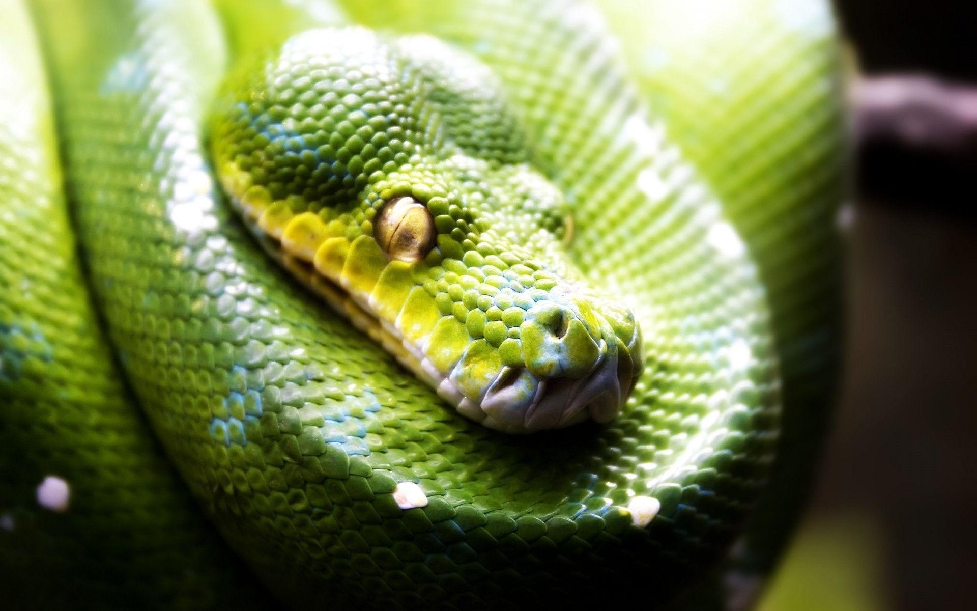 1920x1200 Green snake wallpaper, Desktop