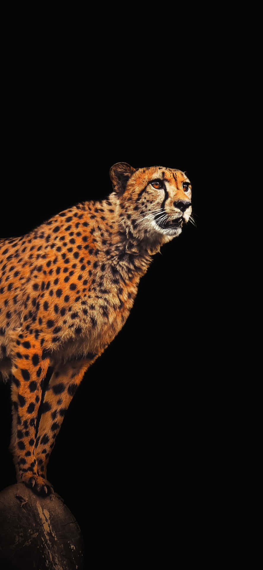 890x1920 Download Cheetah On A Rock With A Black Background Wallpaper, Phone