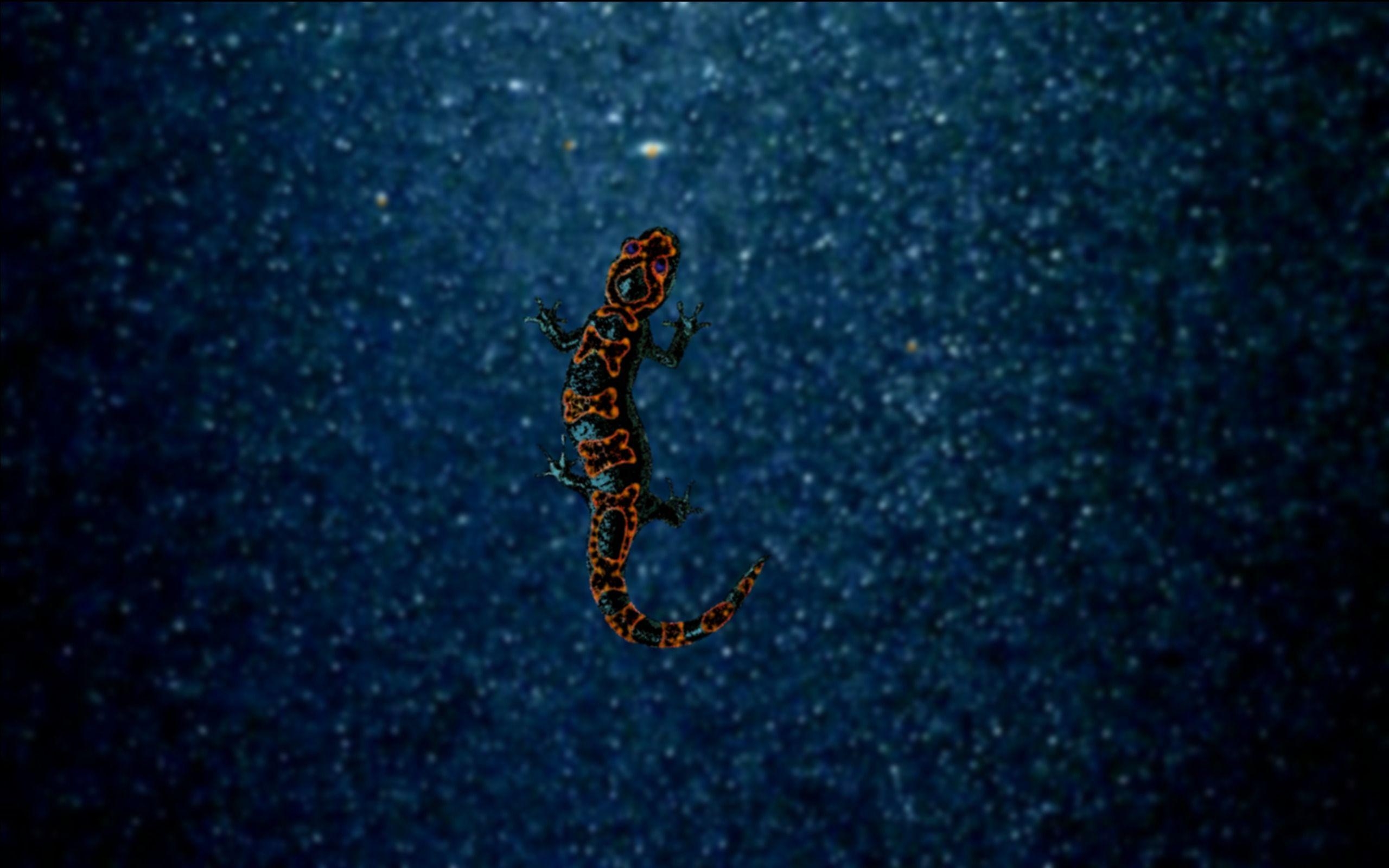 2560x1600 Salamander Wallpaper Animal Spot, Desktop