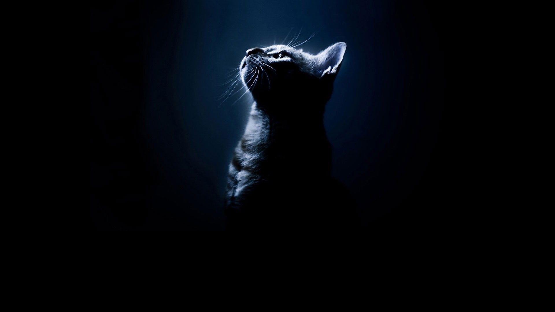 1920x1080 Cats: Silhouettes Cats Black Animals Bengal Cat Photo Gallery, Desktop