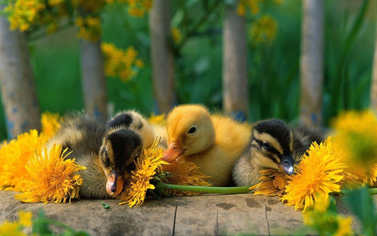 1280x800 Cute Duckling Wallpaper 4949  px, Desktop