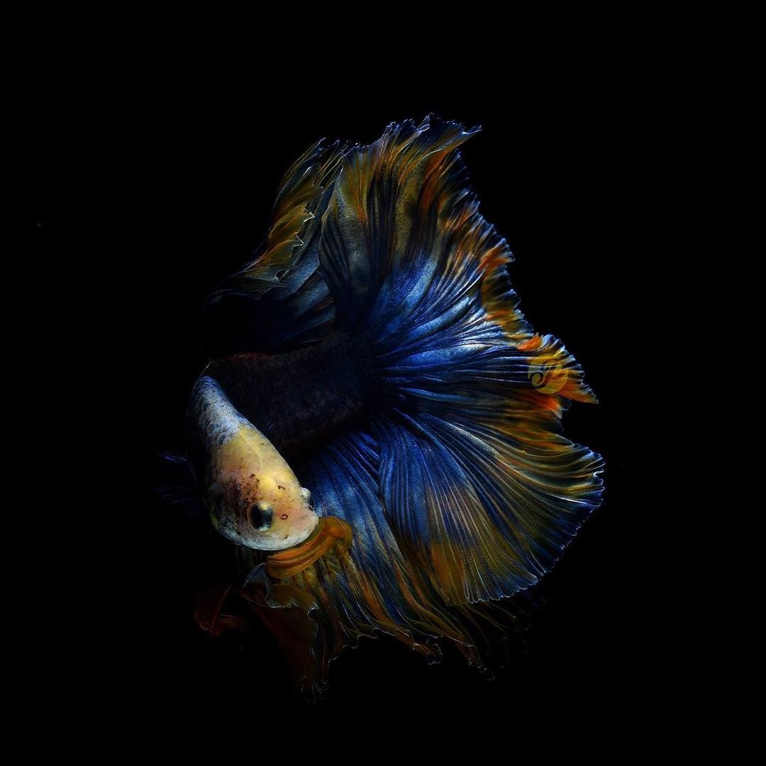 1080x1080 Unduh 8700 Koleksi Wallpaper 3D Ikan Cupang Gratis Terbaru, Phone