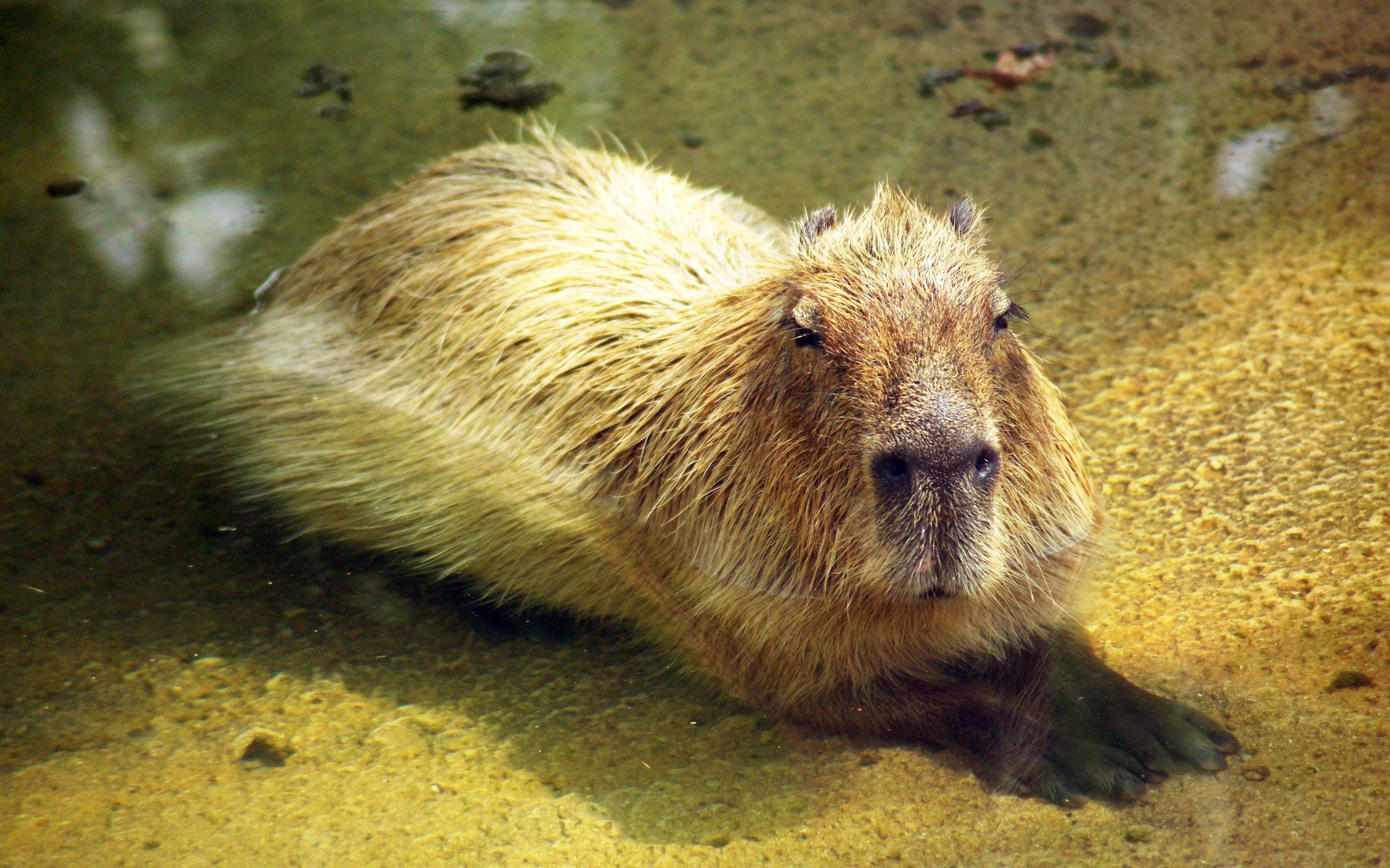 2560x1600 Wallpaper Capybara in water  HD Picture, Image, Desktop