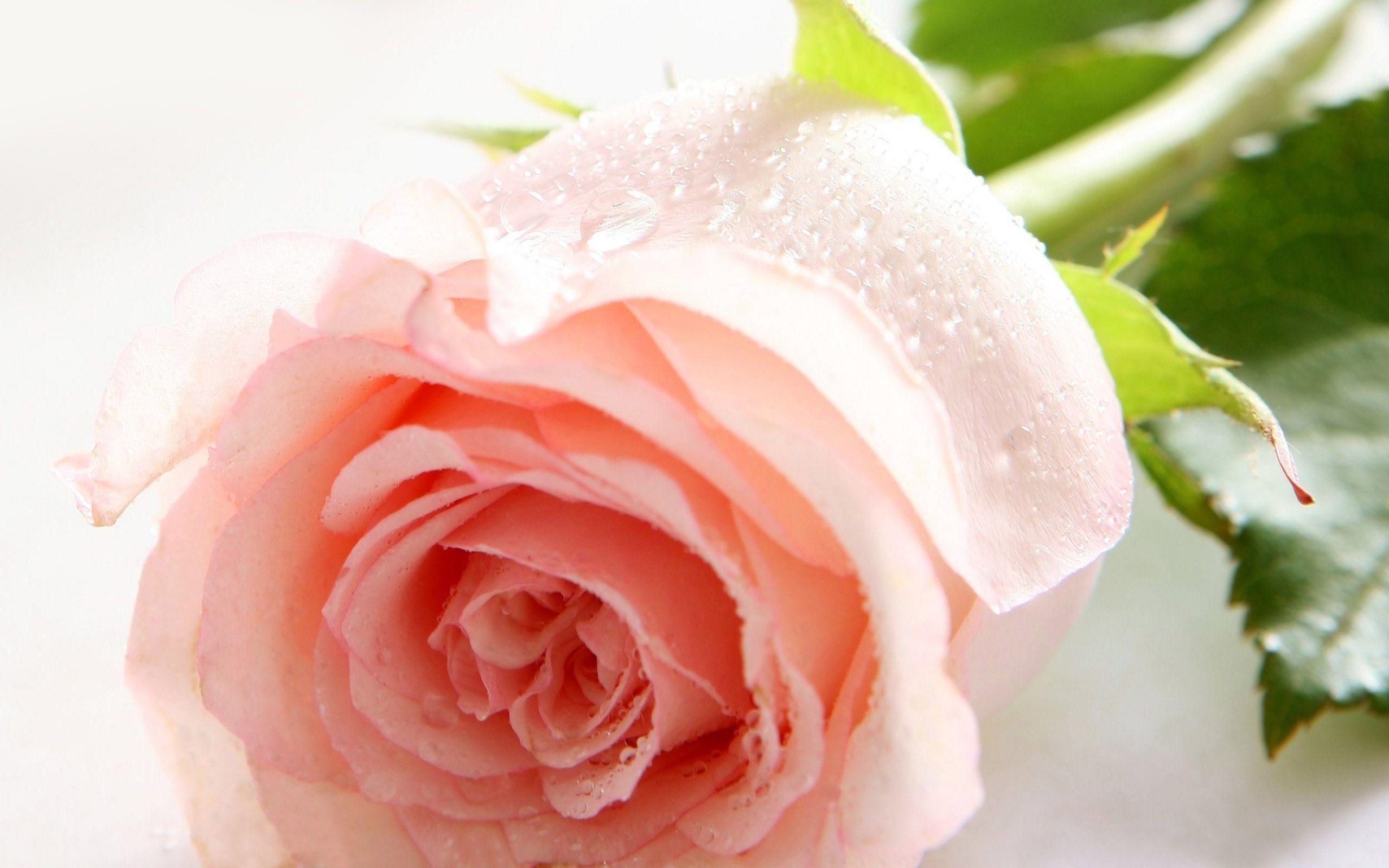 2560x1600 Natural Rose Flower Wallpaper, Desktop