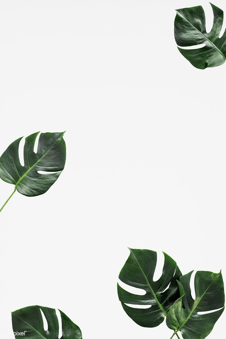 740x1110 Split leaf philodendron on white background. free image / Ake. White background wallpaper, Leaves wallpaper iphone, iPhone background wallpaper, Phone