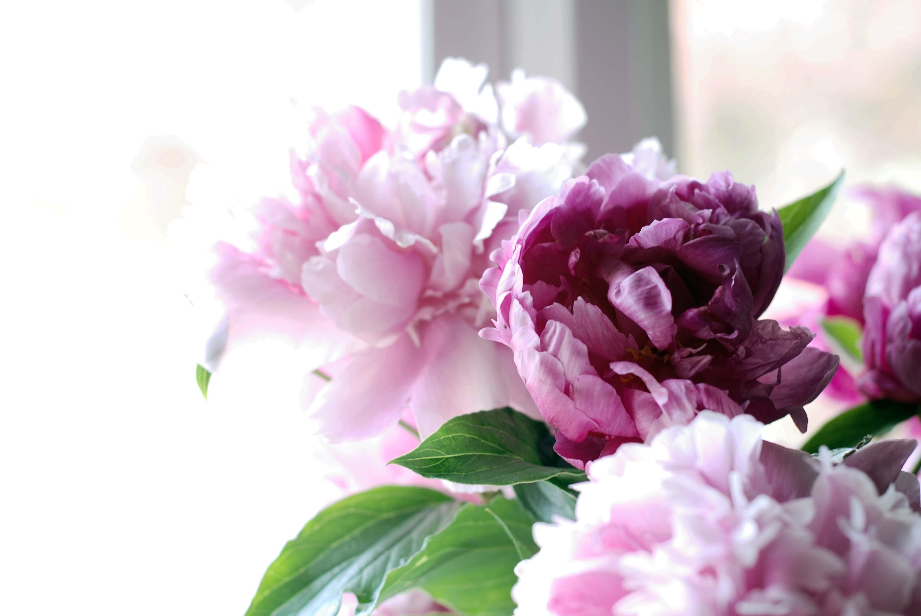 3880x2600 Peonies Wallpaper, Desktop