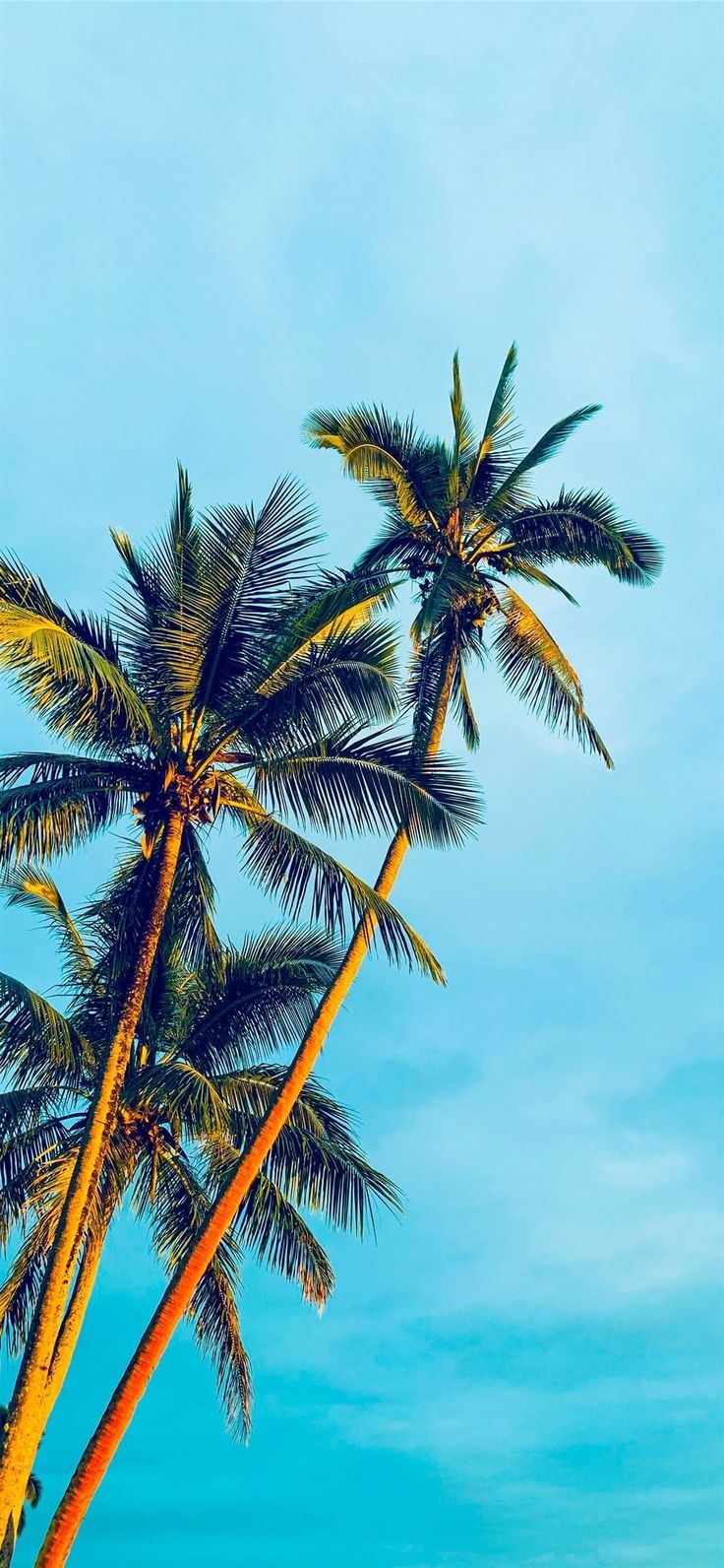 740x1600 coconut trees under blue sky during daytime. Tree wallpaper iphone, Beautiful summer wallpaper, Palm trees wallpaper, Phone