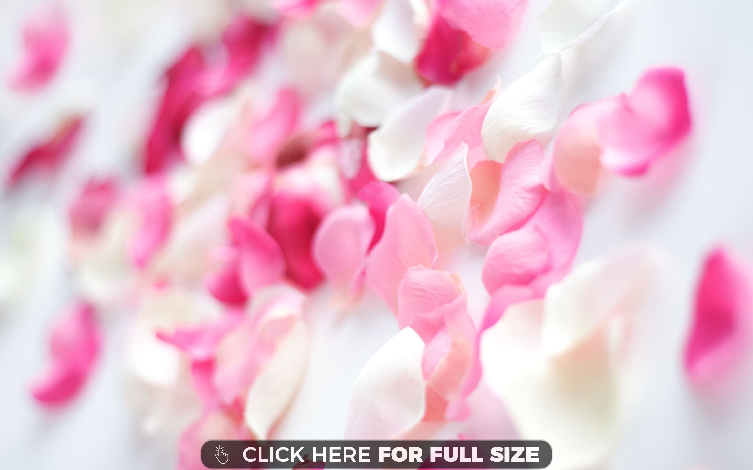 2560x1600 Background file, photo v.9.1 jpeg, Pink Orchid, Desktop