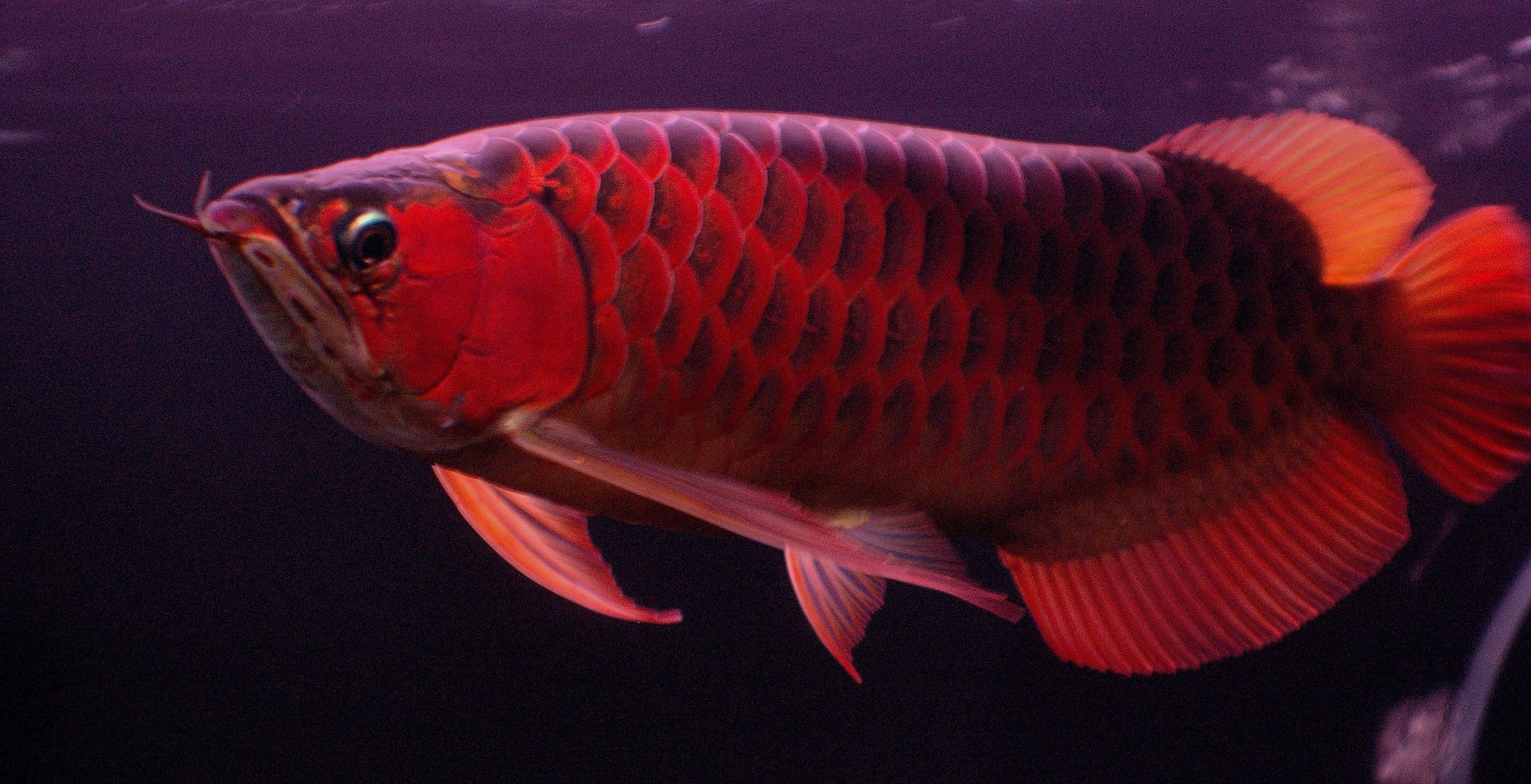 2870x1470 Arowana Wallpaper. Arowana Wallpaper, Arowana Background and RTG Arowana Wallpaper, Desktop