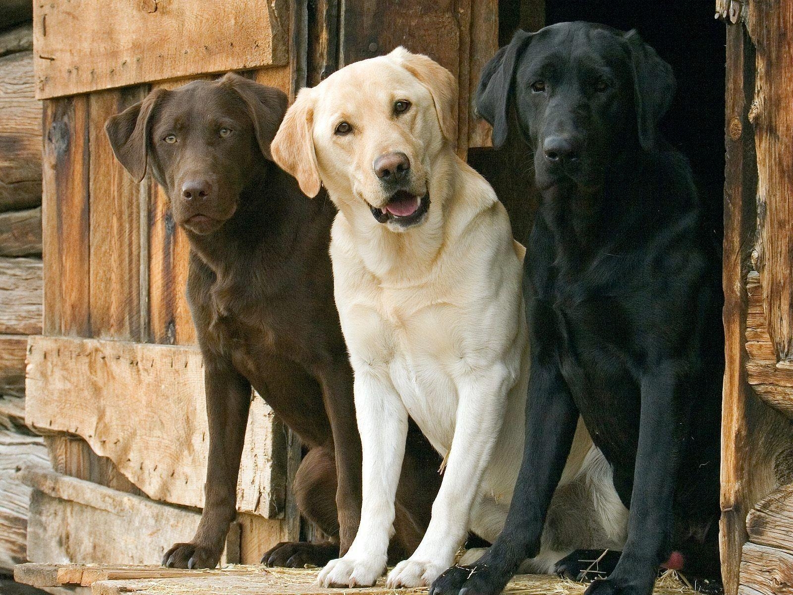 1600x1200 Labrador Retriever Wallpaper. Labrador Retriever Image. Cool, Desktop