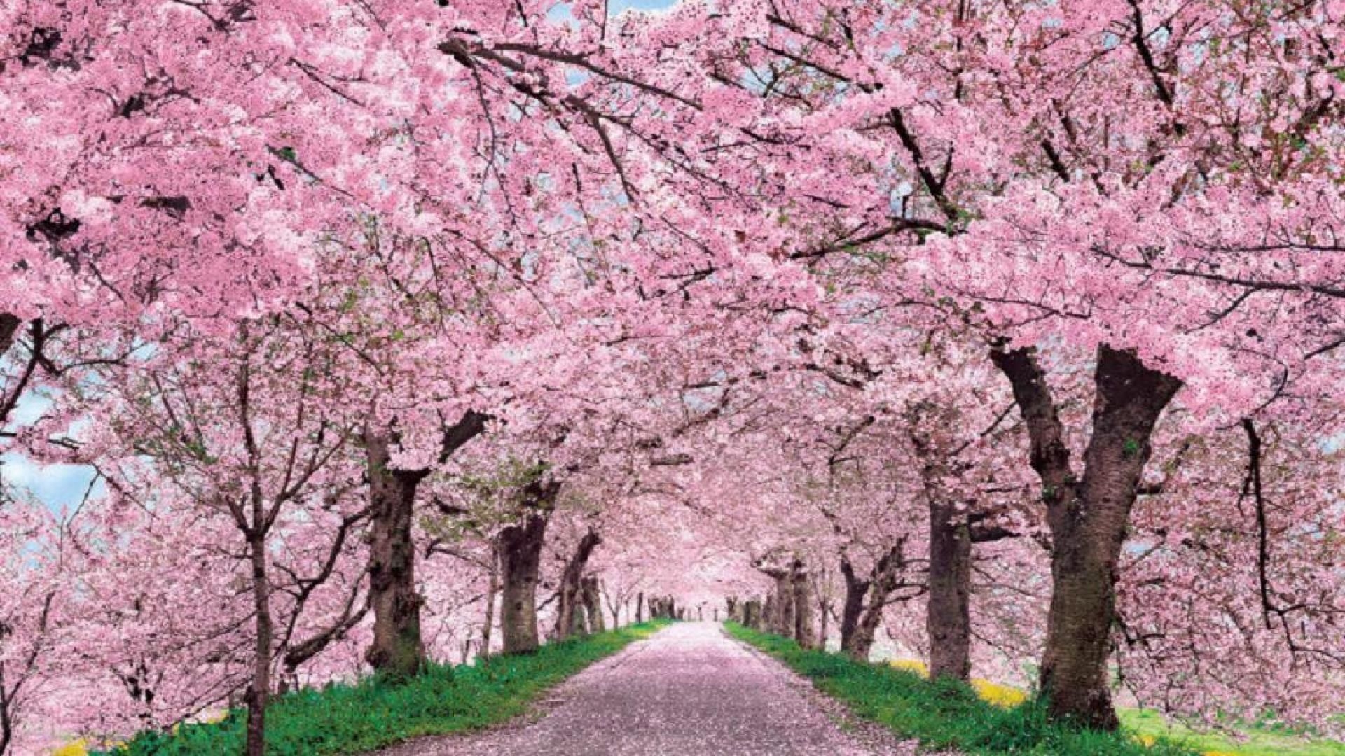 1920x1080 Bored in Vancouver to do in Vancouver. Cherry blossom wallpaper, Cherry blossom picture, Blossom trees, Desktop