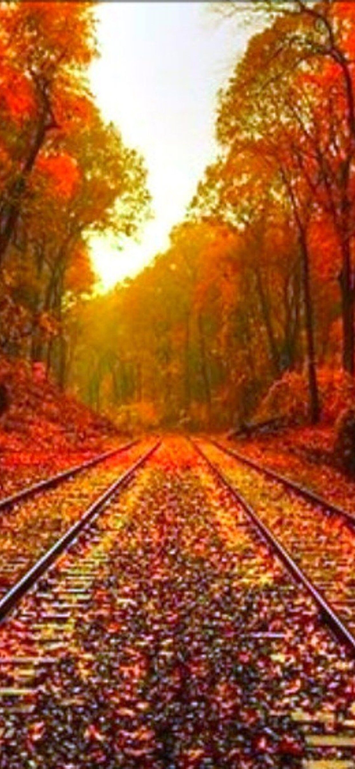 1250x2690 Autumn leaves on the rails wonderful wallpaper, Phone