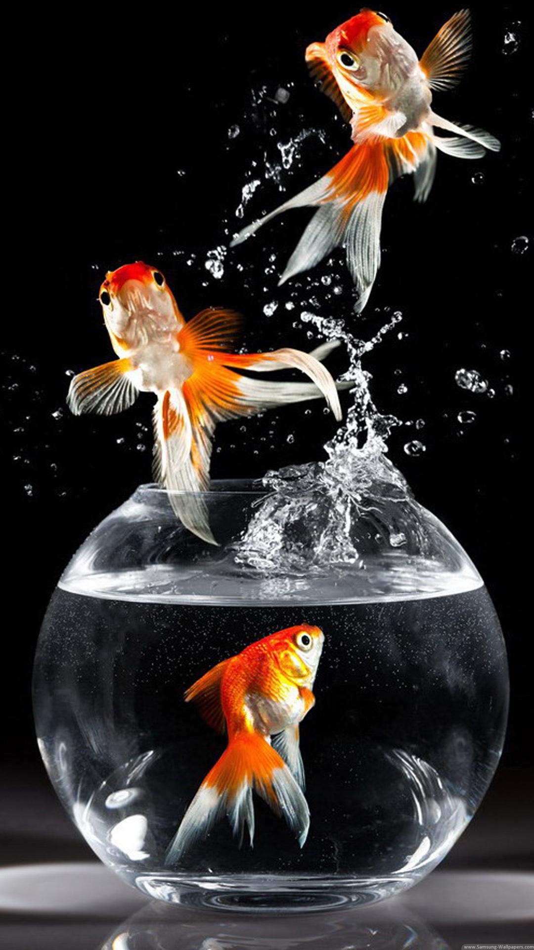 1080x1920 Best & Inspirational High Quality Goldfish Background, Phone