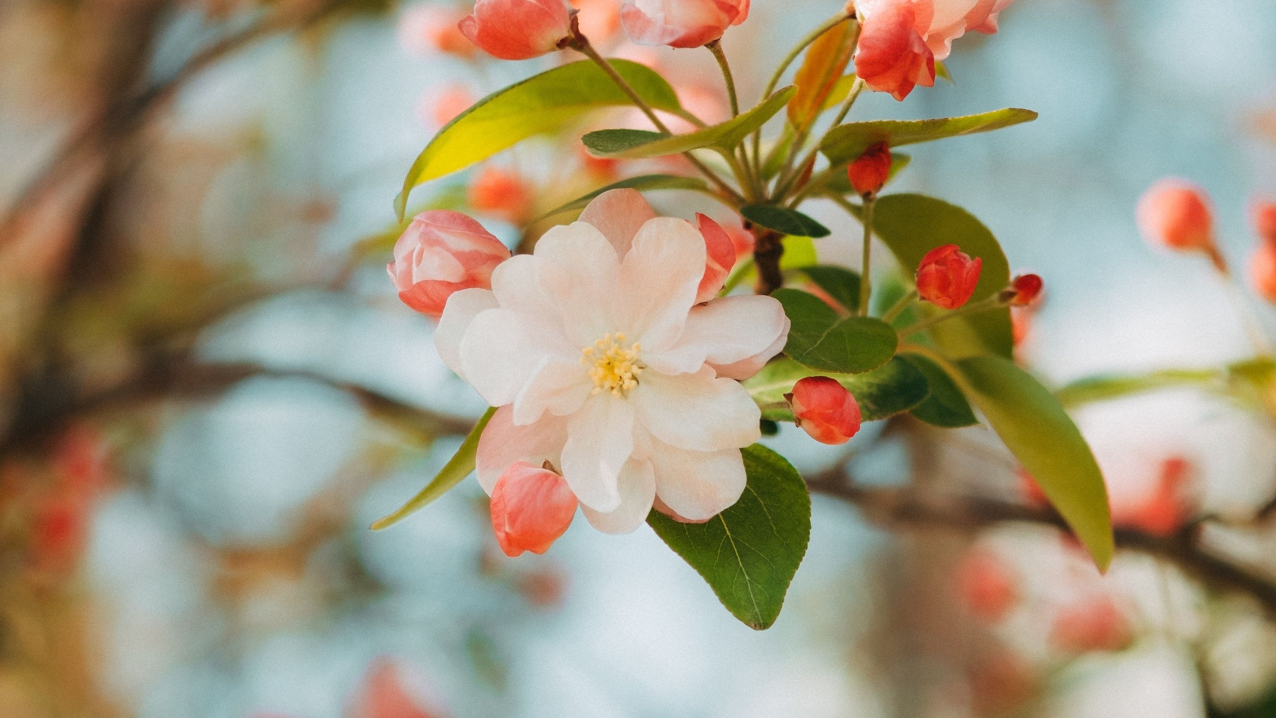 2560x1440 Download wallpaper  flower, apple, branch, pink, gentle, Desktop