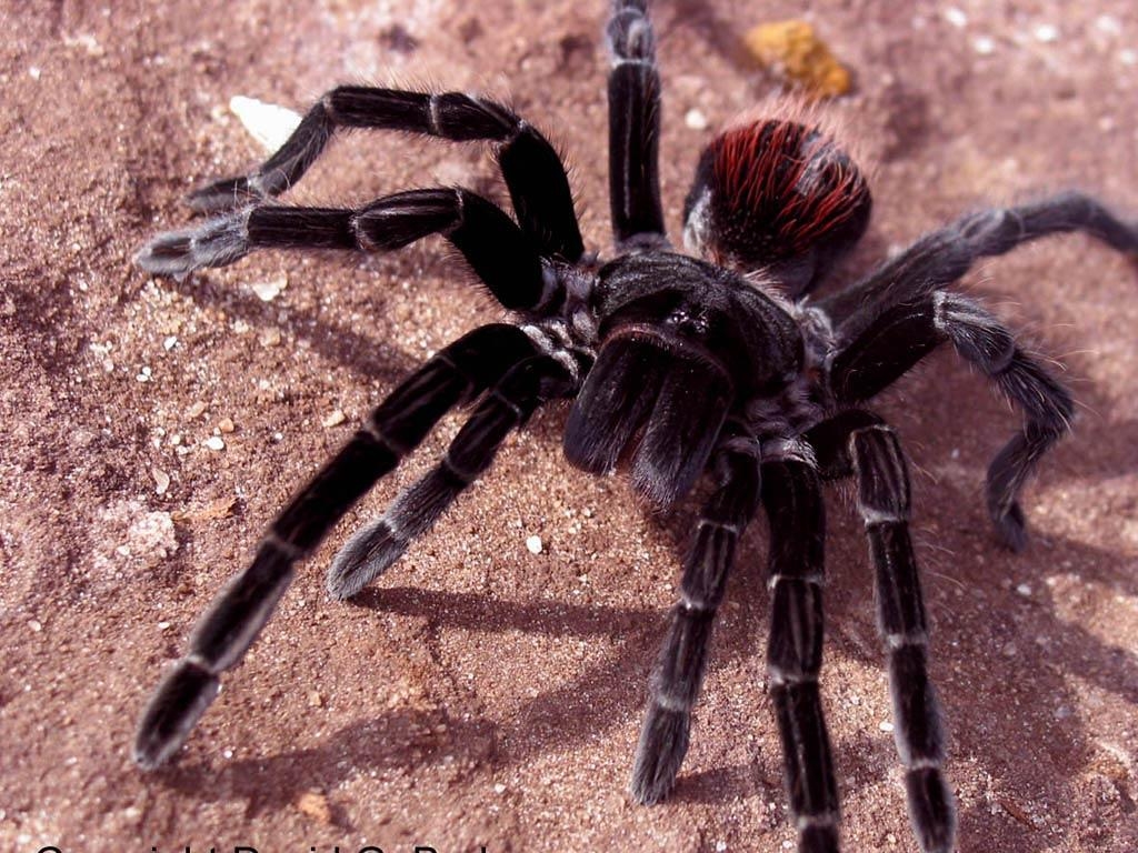 1030x770 Tarantula Wallpaper, Desktop