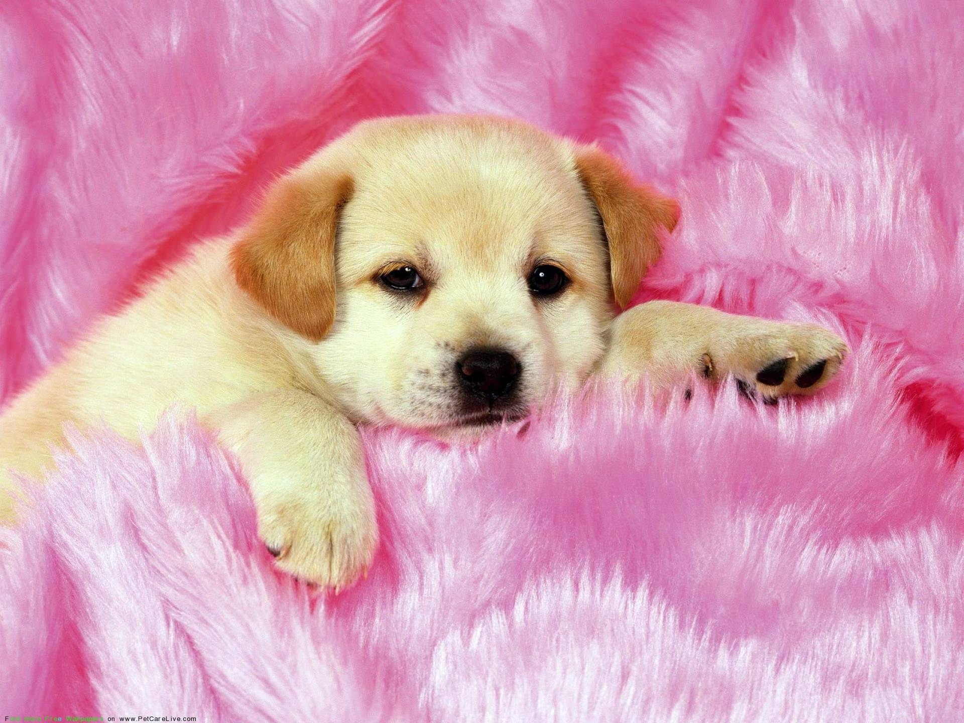 1920x1440 Pink Puppies Wallpaper Free Pink Puppies Background, Desktop