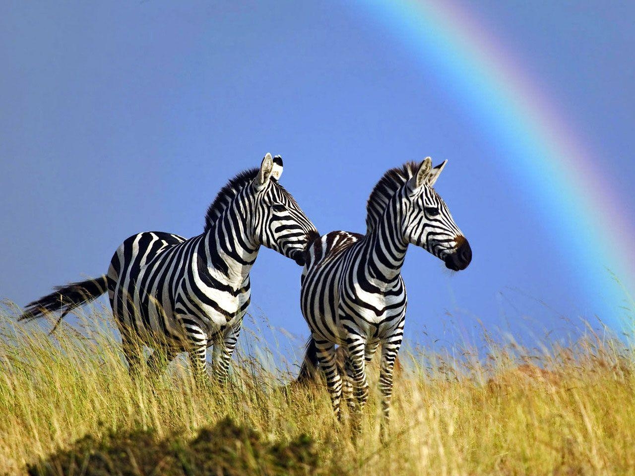 1280x960 Zebra Wallpaper Zebra Picture, Desktop